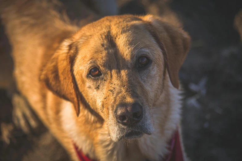 a close up of a dog wearing a red collar, a portrait, pexels contest winner, bright dappled golden sunlight, rugged ranger, a blond, low iso