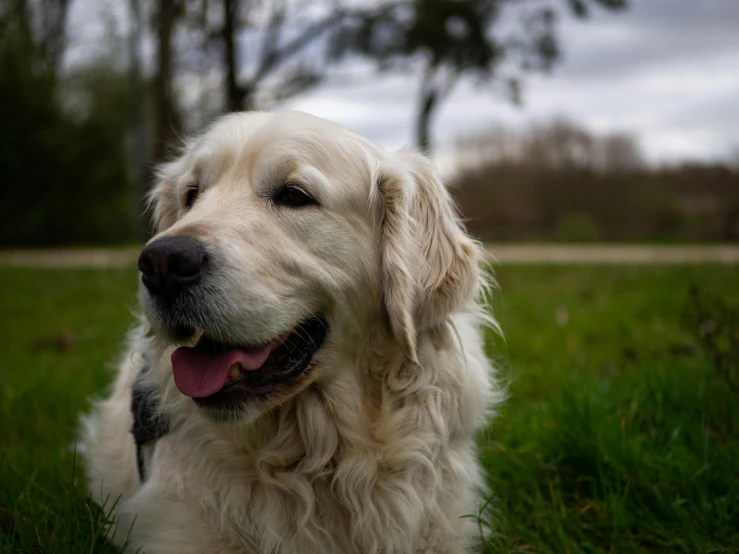 a large white dog laying on top of a lush green field, a portrait, by Jan Tengnagel, pexels contest winner, shiny golden, at a park, frontal close up, today\'s featured photograph 4k