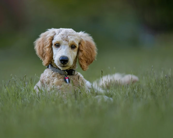 a dog that is laying down in the grass