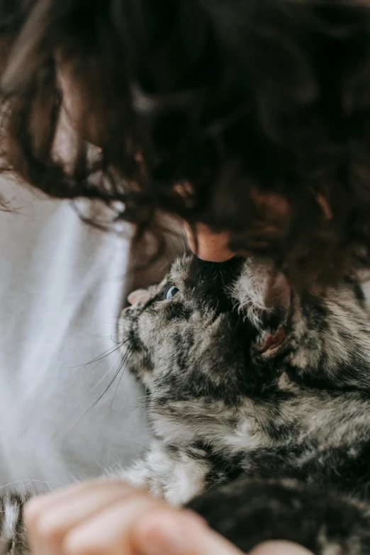 a close up of a person holding a cat, bedhead, profile image, grey, kissing