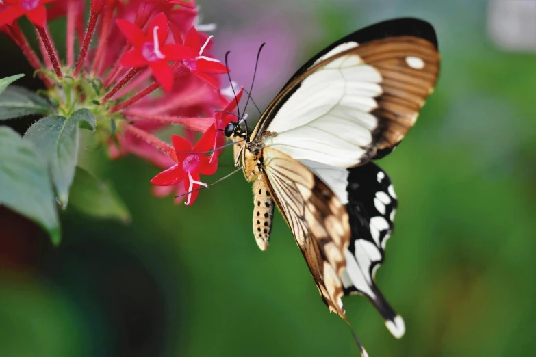 a close up of a butterfly on a flower, better homes and gardens, rectangle, white, subtropical flowers and plants