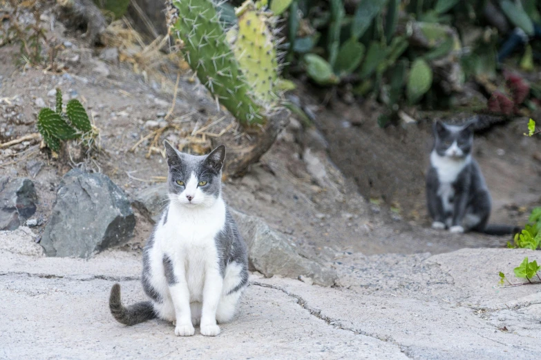 a couple of cats sitting next to each other, unsplash, cactus adjacent, on sidewalk, avatar image, high resolution photo