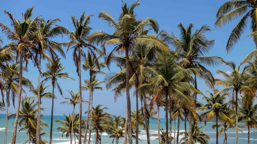 a beach filled with lots of palm trees next to the ocean, hurufiyya, sri lankan landscape, profile image