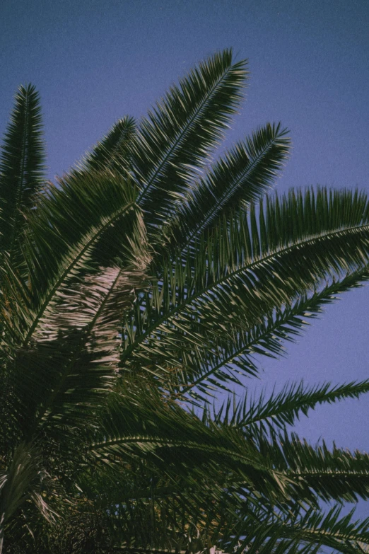 a palm tree in front of a blue sky, an album cover, color ektachrome photograph, evergreen branches, ( ( photograph ) ), early evening