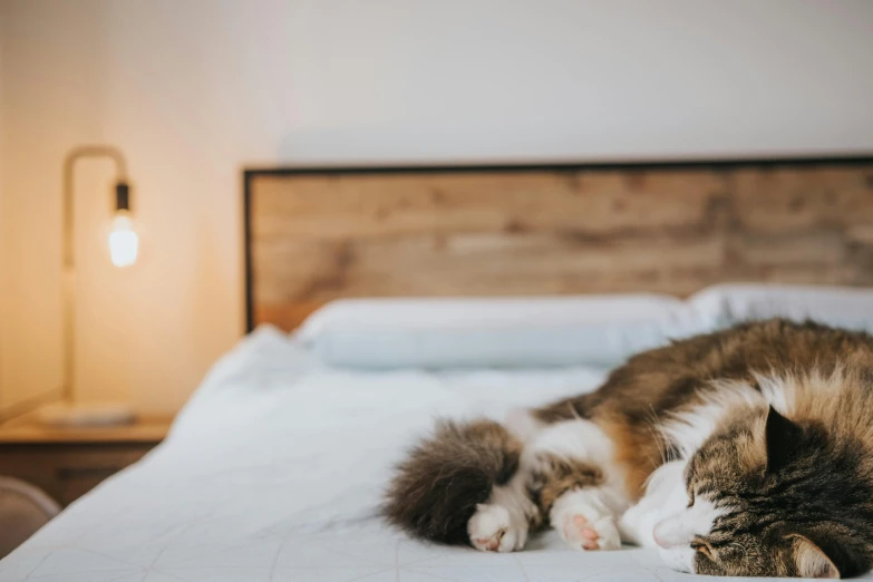 a cat laying on top of a bed next to a lamp, trending on unsplash, bedhead, a wooden, small bedroom, calico