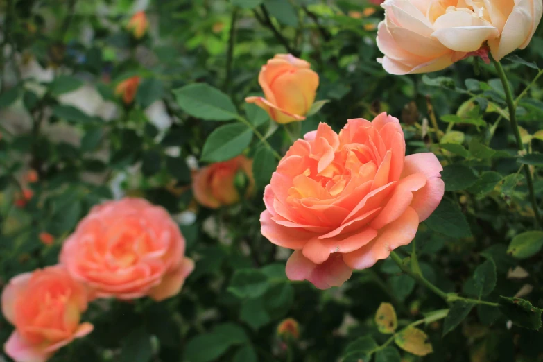 a group of pink and orange roses in a garden, an album cover, by Carey Morris, pexels, shot on 70mm, manuka, no cropping, soft