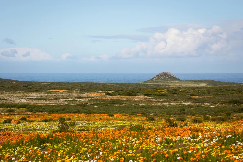 a field filled with lots of flowers next to the ocean, orange and turquoise, south african coast, open plains, conde nast traveler photo