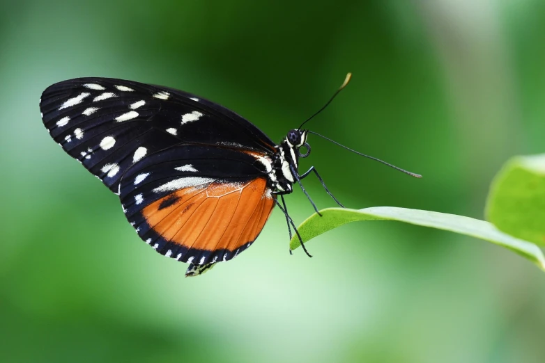 a close up of a butterfly on a leaf, orange and black, various posed, exterior shot, press photography