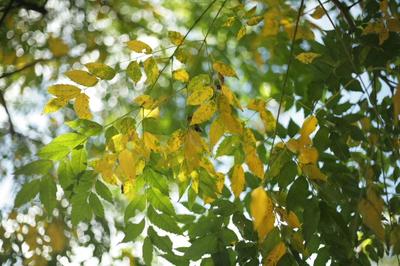 the sun shines through the leaves of a tree, a picture, inspired by Jan Rustem, unsplash, visual art, yellow and green scheme, elm tree, autumnal colours, moringa oleifera leaves
