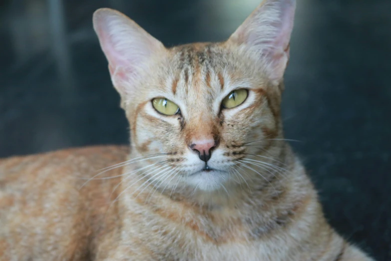 a close up of a cat with green eyes, facing the camera