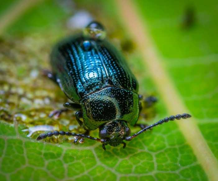 a close up of a beetle on a leaf, by Sebastian Spreng, multiple stories, paul barson, navy, educational