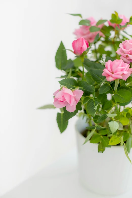 a white vase filled with pink flowers on top of a table, houseplant, photo of a rose, detailed product image, zoomed out to show entire image