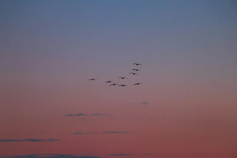 a flock of birds flying in the sky, by Carey Morris, pexels contest winner, minimalism, late summer evening, pastels, joel meyerowitz, goodnight