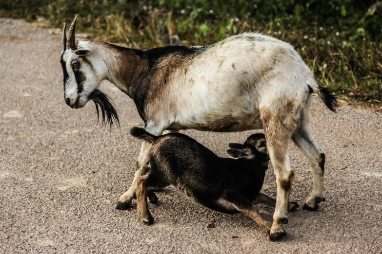 a goat standing next to a baby goat on a road, by Jesper Knudsen, pexels contest winner, crawling on the ground, thumbnail, animals mating, black