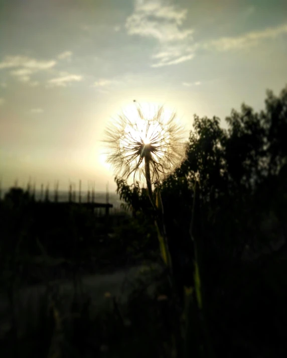 a close up of a dandelion with the sun in the background, by Ismail Acar, land art, picsart, near the beach, asthetic, :: morning