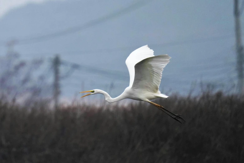 a large white bird flying over a field, by Carey Morris, pexels contest winner, hurufiyya, heron, 🦩🪐🐞👩🏻🦳, intense albino, rinko kawauchi