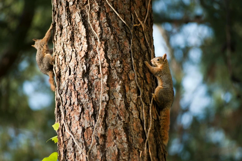 two squirrels climbing up the side of a tree, by Sven Erixson, unsplash, pine, minn, full frame image