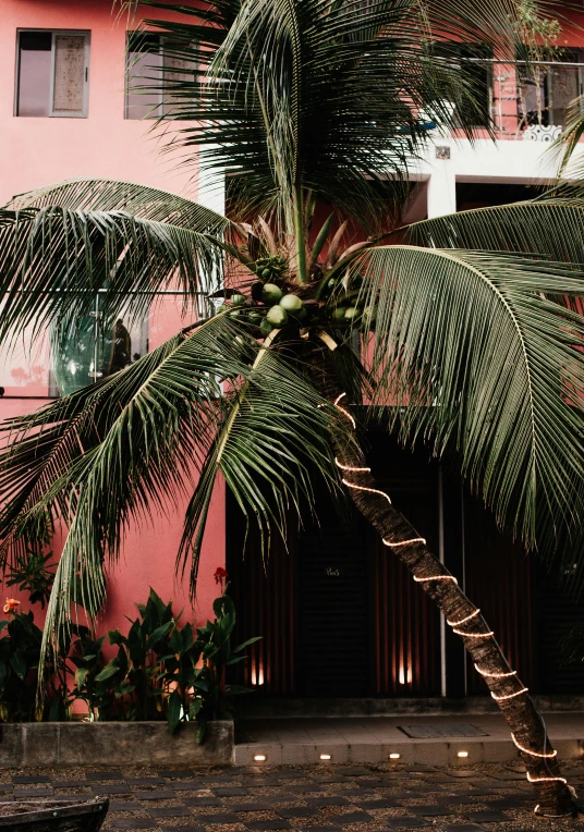 a palm tree in front of a pink building, holiday vibe, sri lanka, profile image, reddish exterior lighting