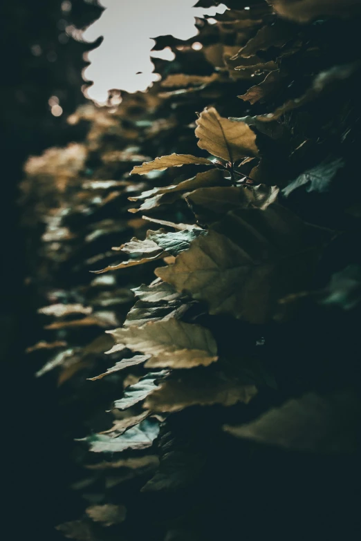 a group of leaves sitting on top of a lush green field, an album cover, inspired by Elsa Bleda, unsplash contest winner, tonalism, in a dark forest low light, quixel megascans, cinematic closeup, staggered depth)