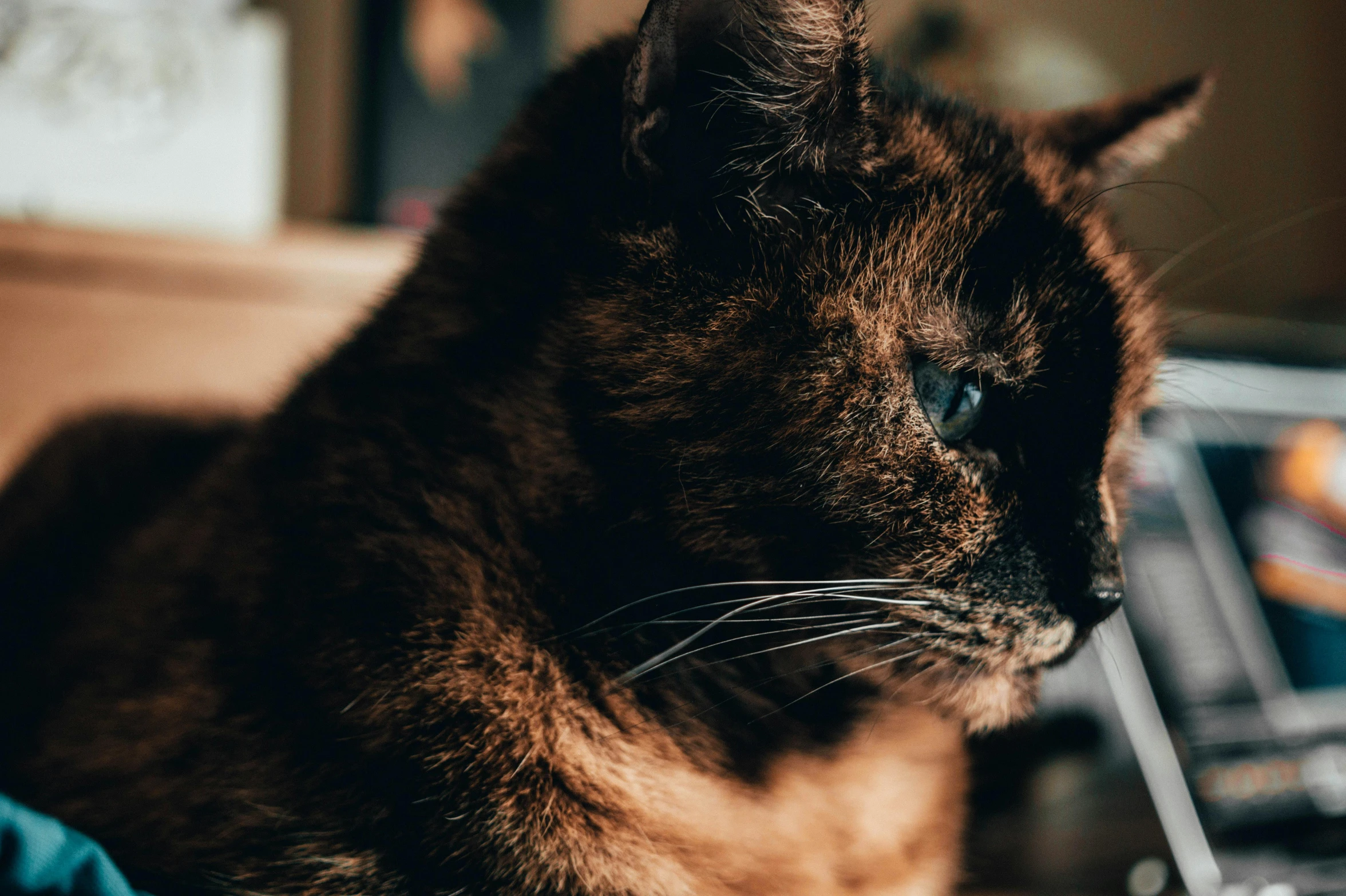 a cat sitting in front of a laptop computer, unsplash, avatar image, thoughtful ), trending photo, close up portrait photo