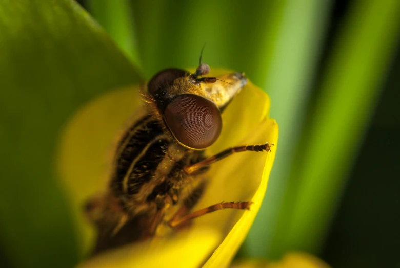 a close up of a fly on a yellow flower, a macro photograph, by Jan Rustem, unsplash, hurufiyya, snout under visor, paul barson, high definition image