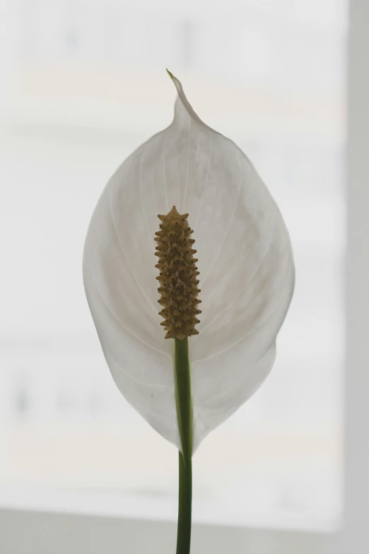 a white flower sitting in front of a window, inspired by Carpoforo Tencalla, hurufiyya, medium head to shoulder shot, cone shaped, 155 cm tall, close up front view