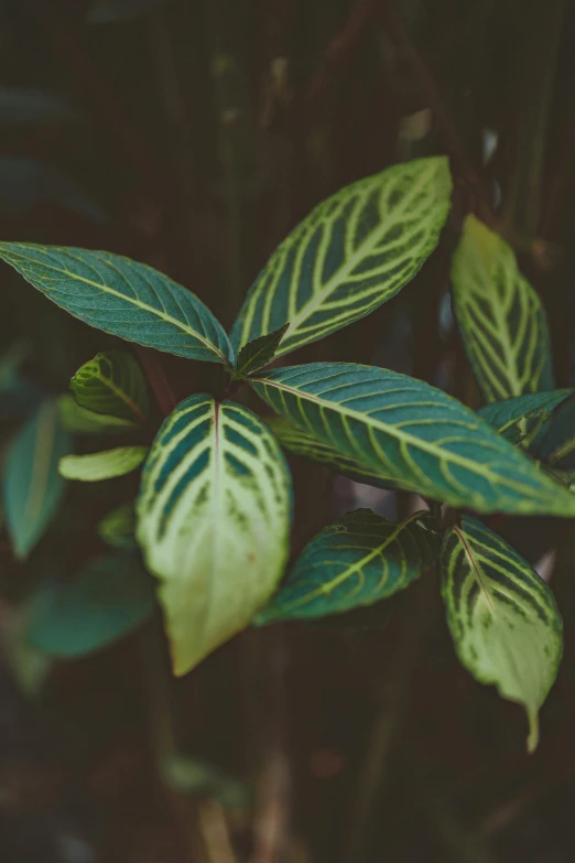 a close up of a plant with green leaves, inspired by Elsa Bleda, trending on unsplash, striped, ayahuasca, vintage color, made of leaves