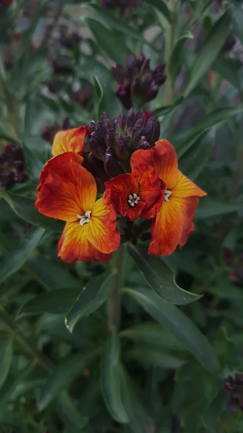 a close up of a flower on a plant, dark oranges reds and yellows, matt berry, dark grey and orange colours, pouting