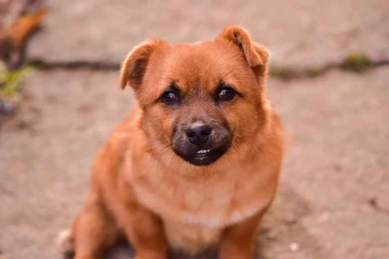 a small brown dog sitting on top of a sidewalk, by Emma Andijewska, pexels contest winner, shin hanga, a dingo mascot, young cute wan asian face, closeup of an adorable, beefy