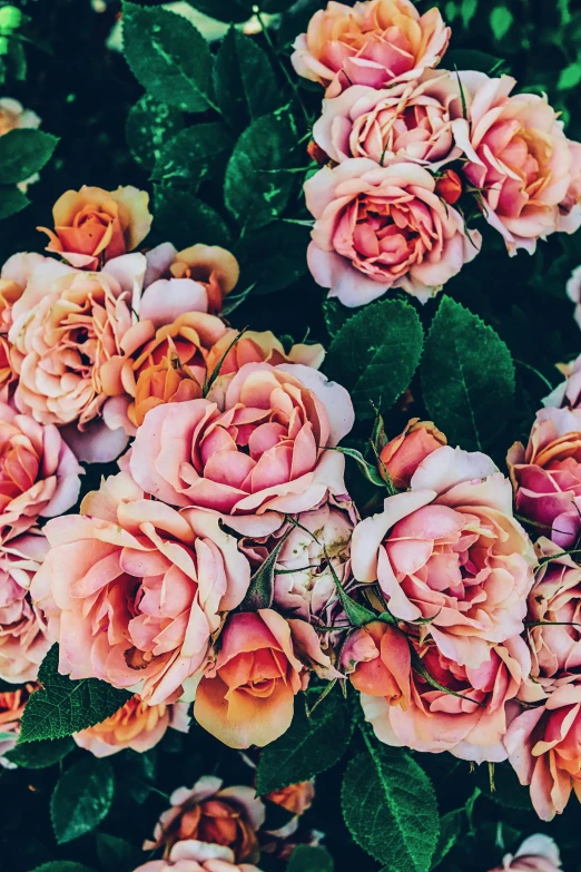 a bunch of pink roses with green leaves, by Elsie Few, trending on unsplash, romanticism, toned orange and pastel pink, field of mixed flowers, complexly detailed, slightly tanned