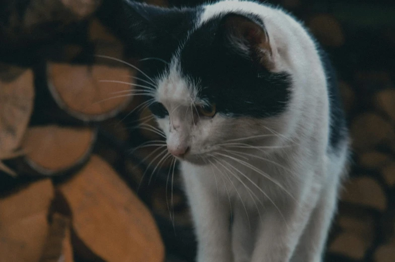 a black and white cat standing on top of a pile of wood