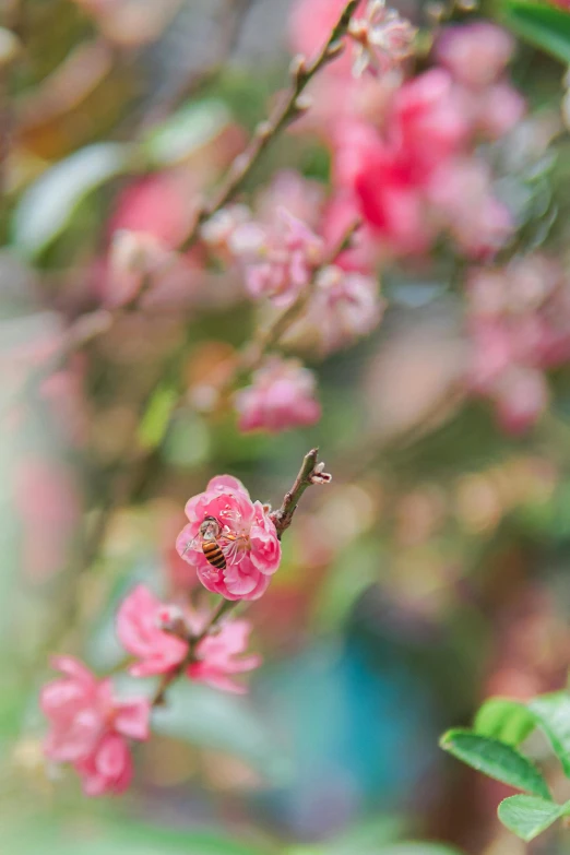 a bird sitting on top of a branch of a tree, pink bees, photograph of april, blurred, vibrant foliage