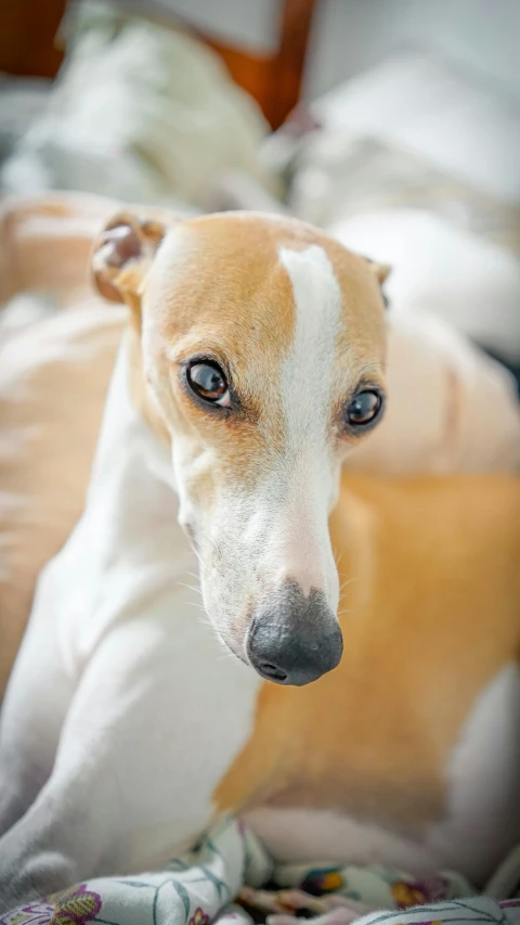 a brown and white dog laying on top of a bed, a portrait, inspired by Elke Vogelsang, pexels, dynamic closeup, instagram post, albino, serious faces