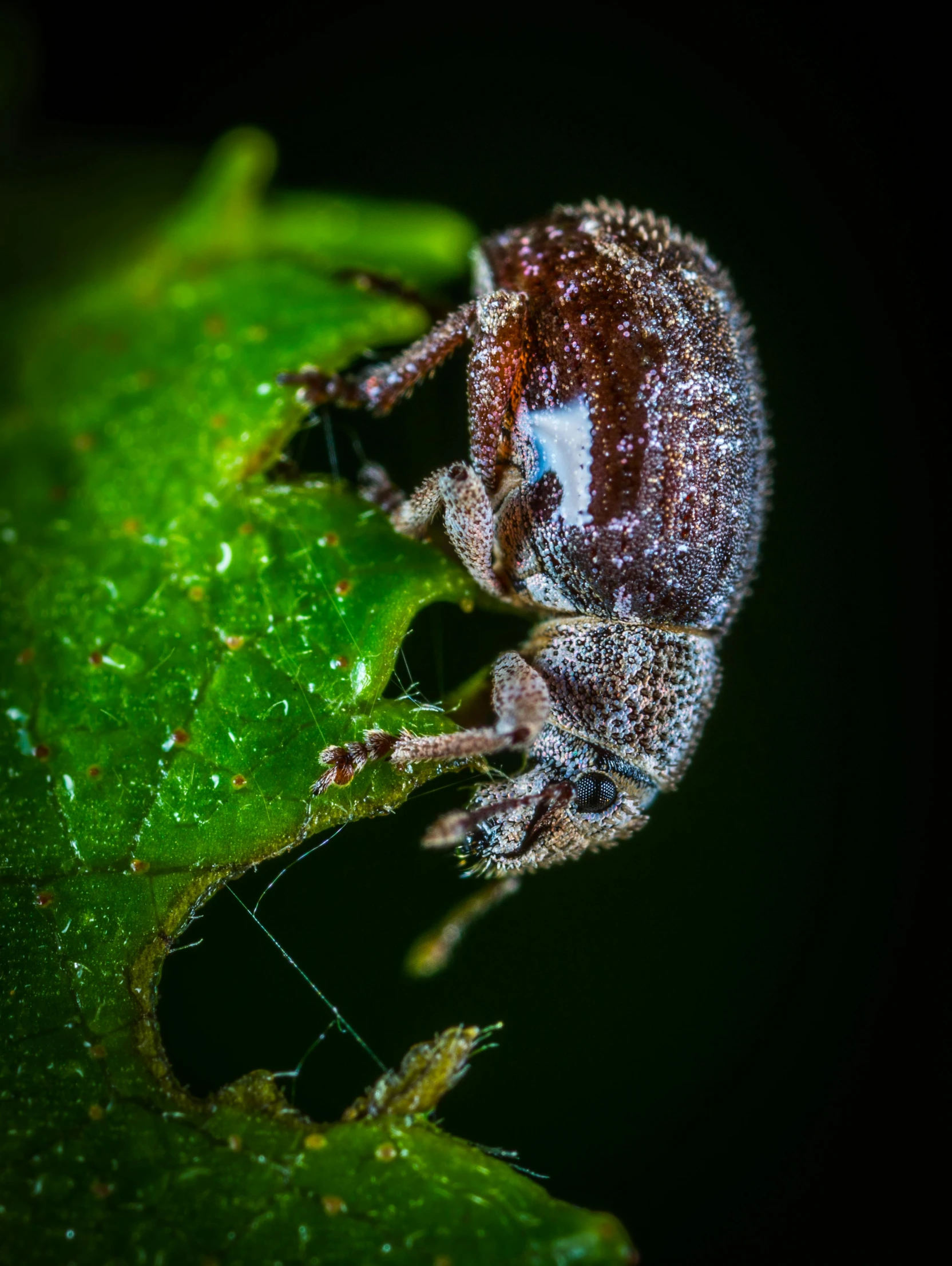 a bug sitting on top of a green leaf, a macro photograph, by Dave Allsop, unsplash, hurufiyya, in a forest at night, profile close-up view, grey, avatar image