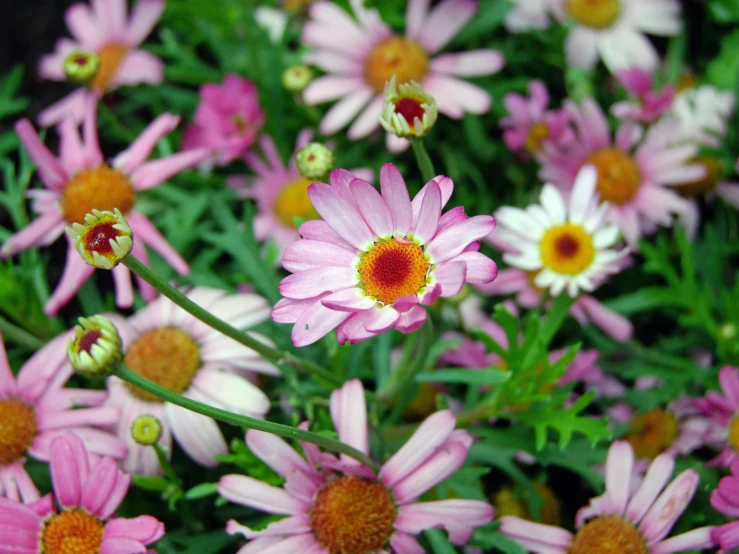 a close up of a bunch of pink flowers, lying on a bed of daisies, slide show, chrysanthemum eos-1d, no cropping