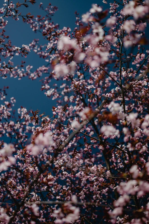 a large jetliner flying through a blue sky, a picture, by Niko Henrichon, trending on unsplash, aestheticism, blossom sakura, flowers growing out of its head, on a dark background, manuka