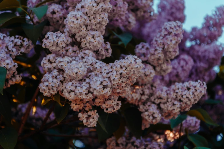 a close up of a bunch of purple flowers, unsplash, spring evening, an ultra realistic 8k octa photo, lilac bushes, high details photo