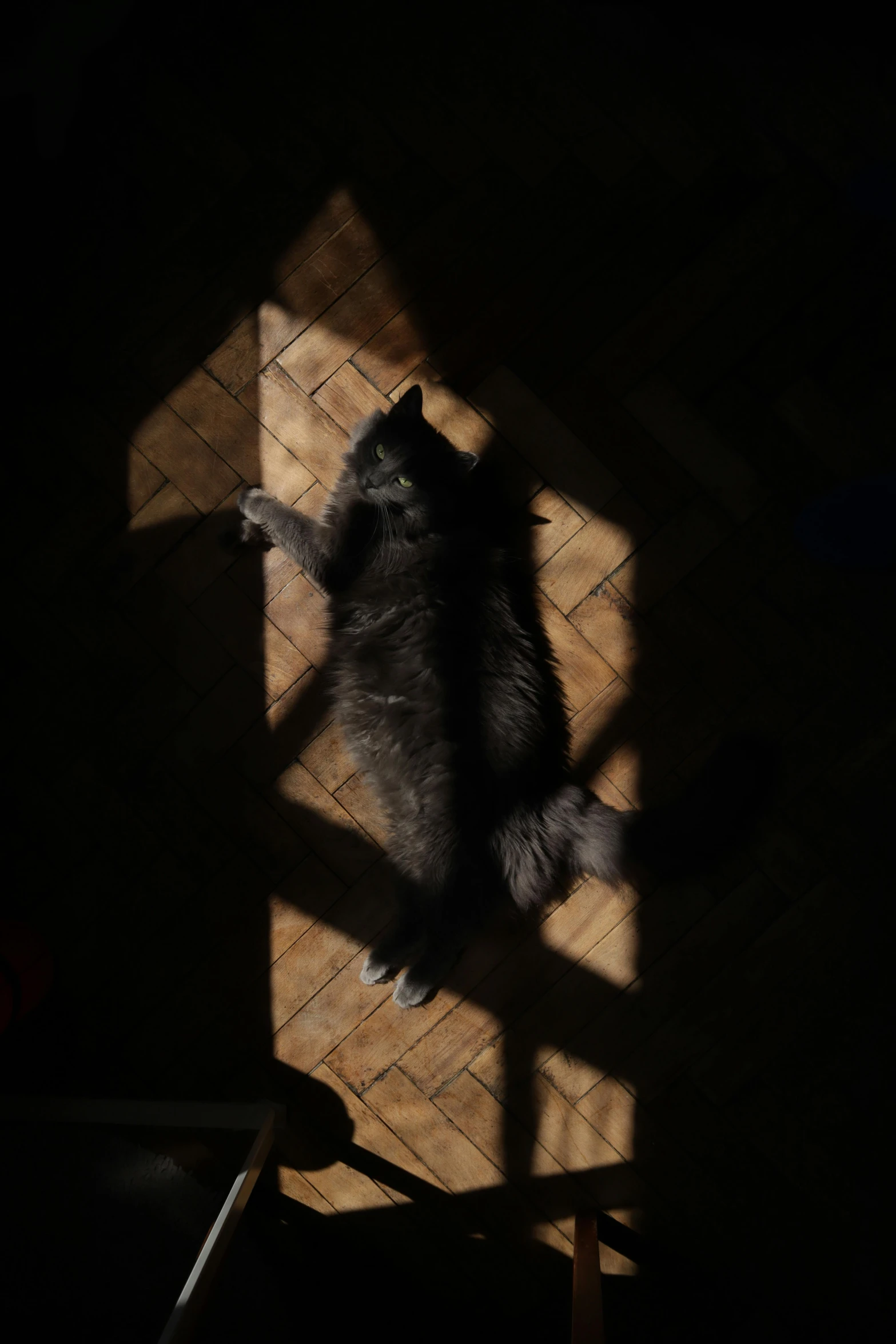 a cat sitting on top of a wooden chair, an album cover, by Tobias Stimmer, unsplash contest winner, overhead sun, shadowy creatures, ignant, black floor