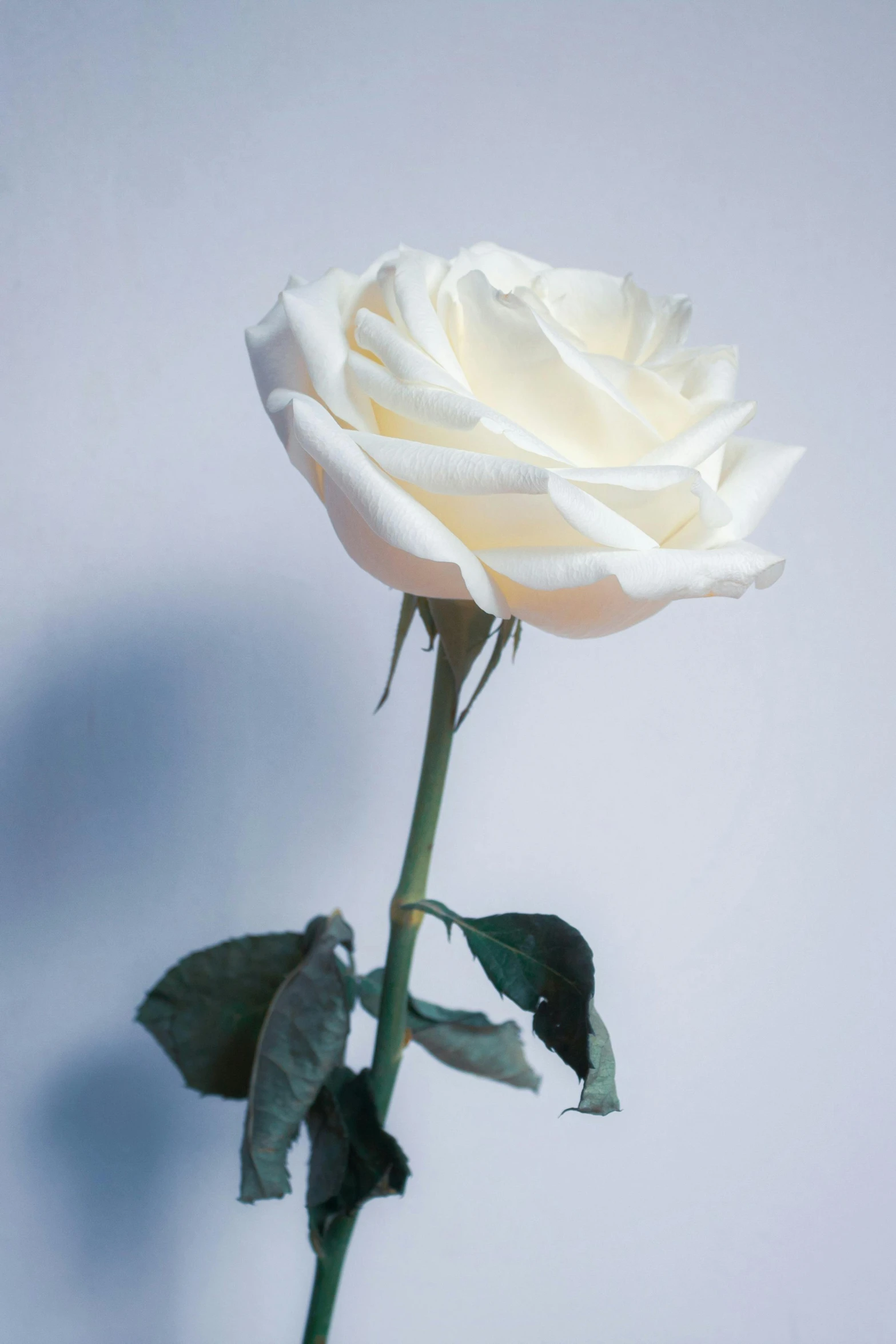 a single white rose sitting on top of a table, white backdrop, up close, detailed product image, tall