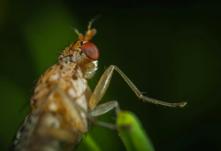 a close up of a fruit fly on a plant, a macro photograph, pexels contest winner, hurufiyya, red - eyed, large mosquito wings, portrait of a small, detailed 4k photograph