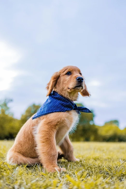 a brown dog sitting on top of a lush green field, dressed in blue, bandana, over-the-shoulder shot, looking smart