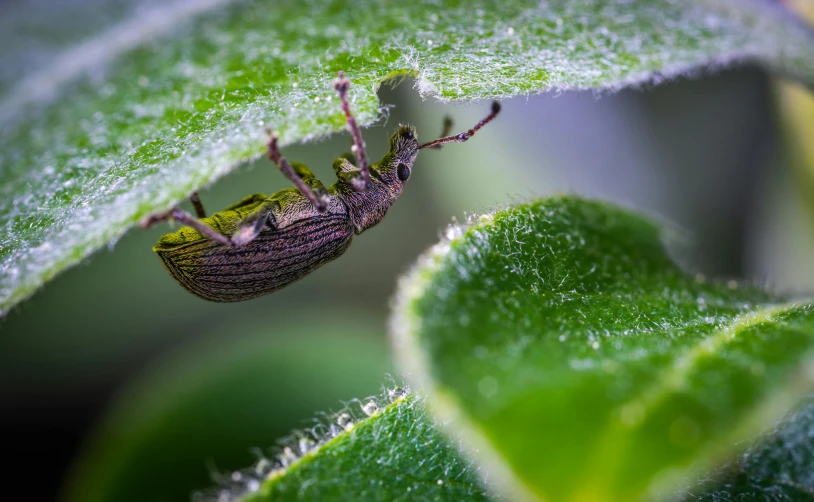 a bug sitting on top of a green leaf, by Matt Stewart, pexels contest winner, vegetation tentacles, pot-bellied, micro detail 4k, indoor shot