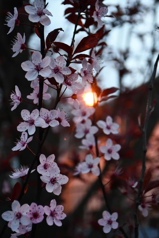 a close up of flowers on a tree with the sun in the background, maroon, evening lanterns, sun setting