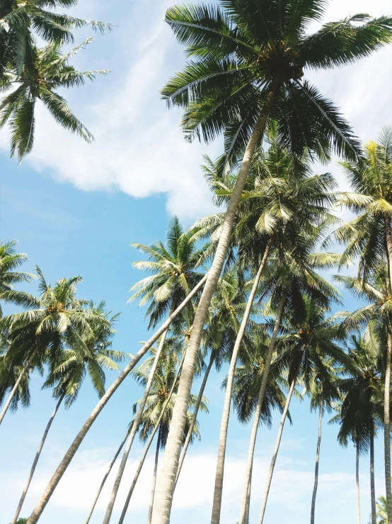 a group of palm trees sitting on top of a lush green field, by Rachel Reckitt, unsplash, sumatraism, in a beachfront environment, instagram story, low angle photo, coconuts