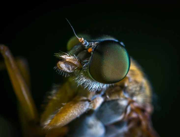 a close up of the face of a fly, a macro photograph, unsplash contest winner, hurufiyya, “hyper realistic, striking a pose, closeup 4k, avatar image