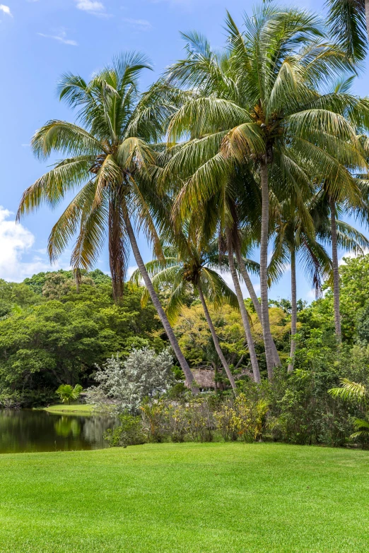 a body of water surrounded by palm trees, by Gaugin, visual art, sculpture gardens, lush garden surroundings