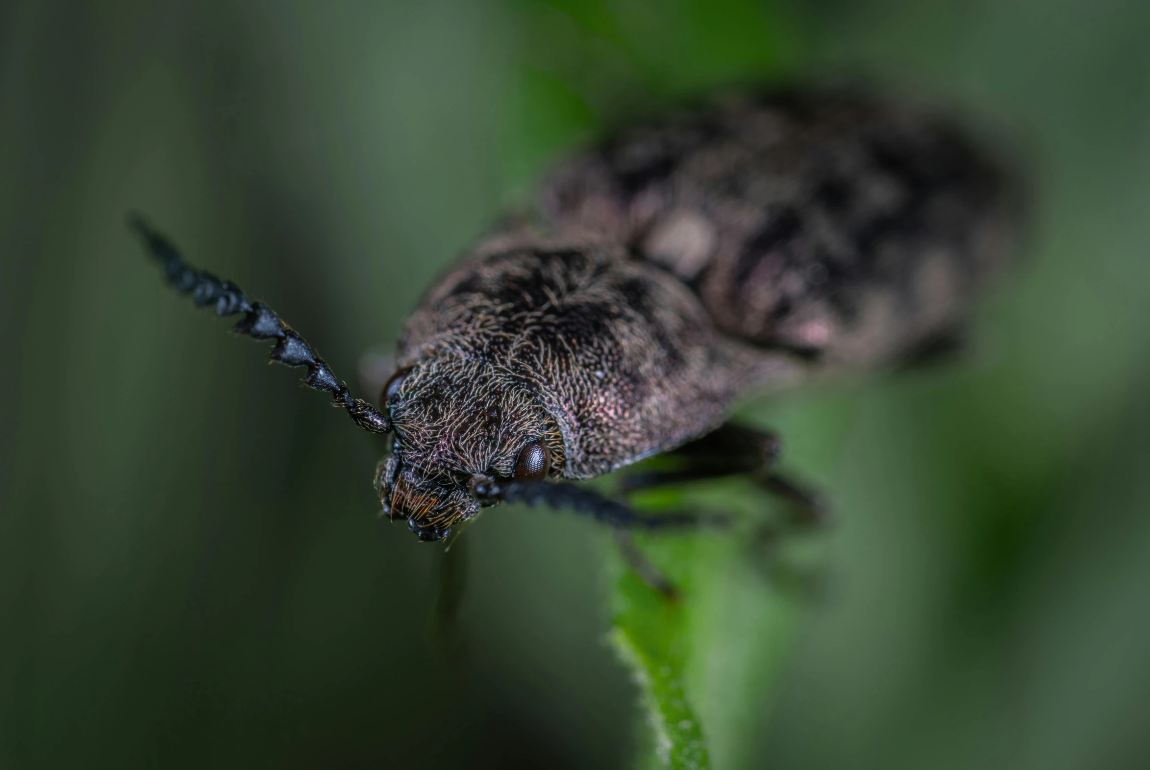 a bug sitting on top of a green leaf, a macro photograph, by Adam Marczyński, pexels contest winner, hurufiyya, grey, at nighttime, brown, digital image