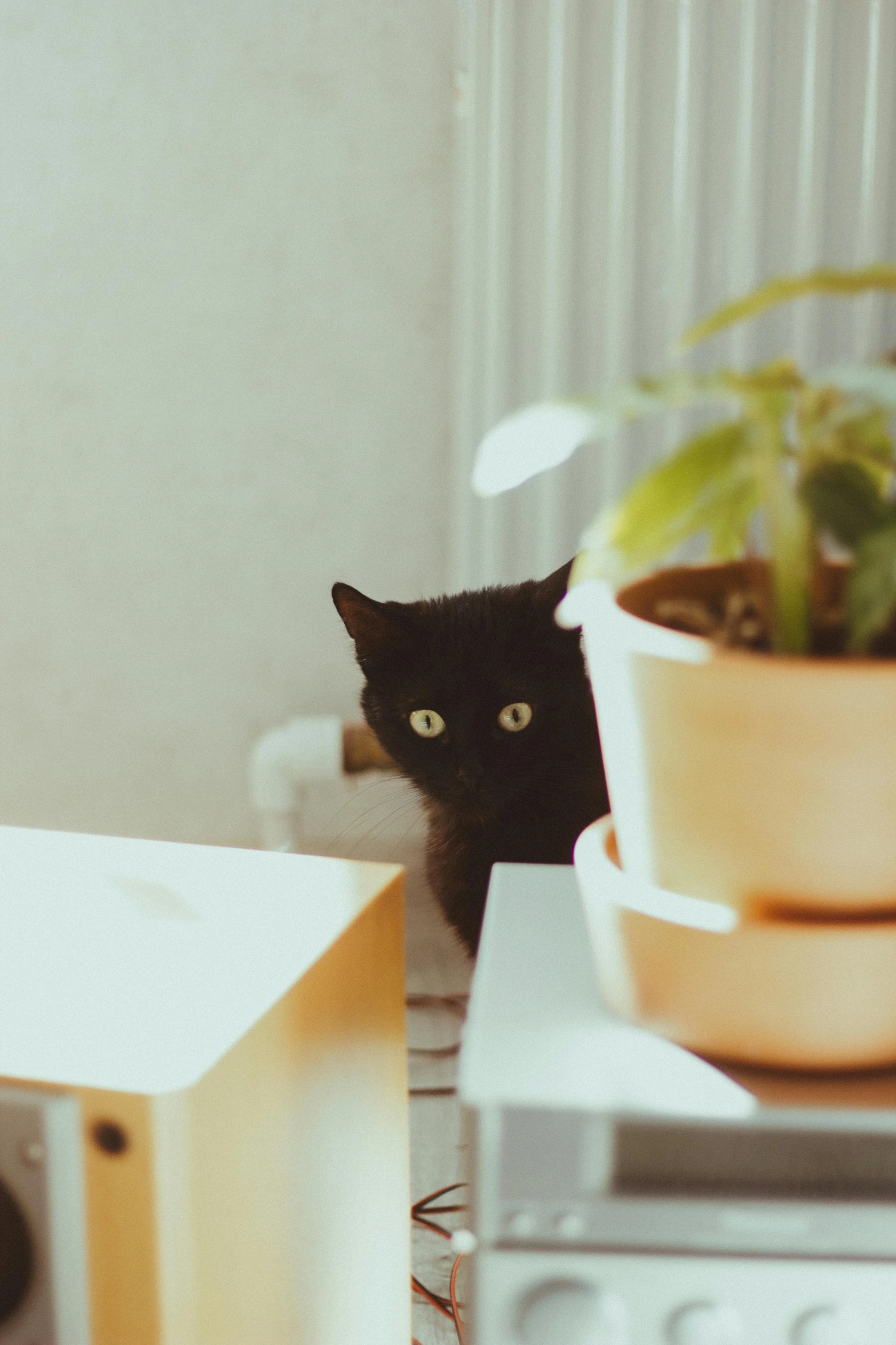 a black cat sitting on top of a table next to a potted plant, pexels contest winner, spying discretly, gif