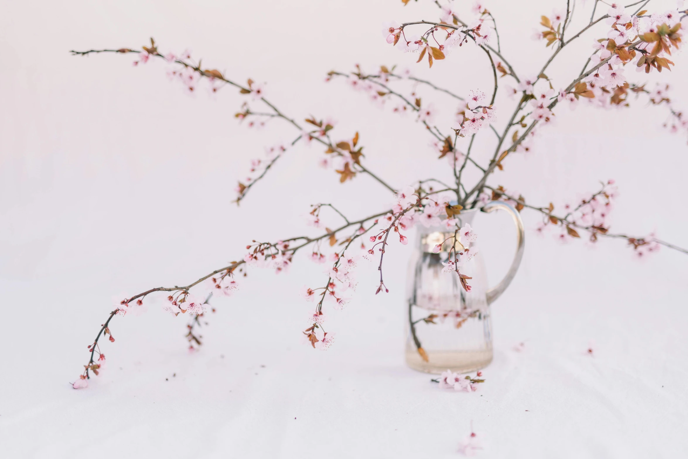 a vase filled with pink flowers on top of a table, inspired by Tani Bunchō, trending on unsplash, minimalism, twigs, transparent backround, manuka, watering can