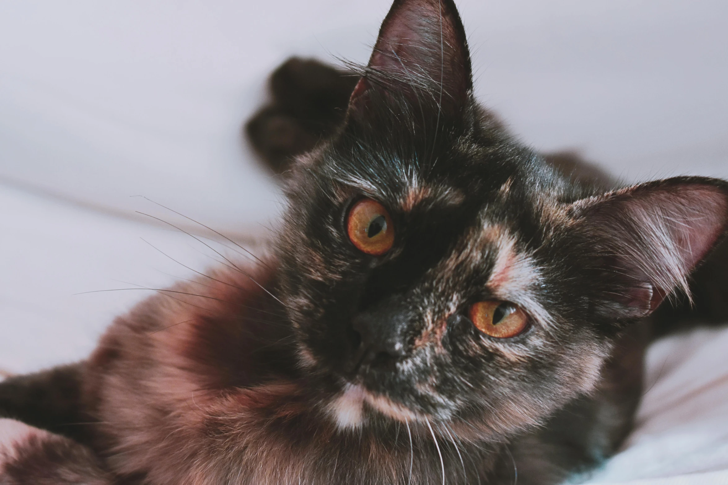 a close up of a cat laying on a bed, pexels contest winner, black female, cute furry needs your help, highly ornate, gif